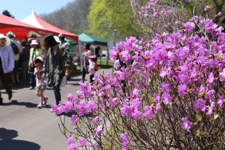 Flowers in a Tokachi garden
